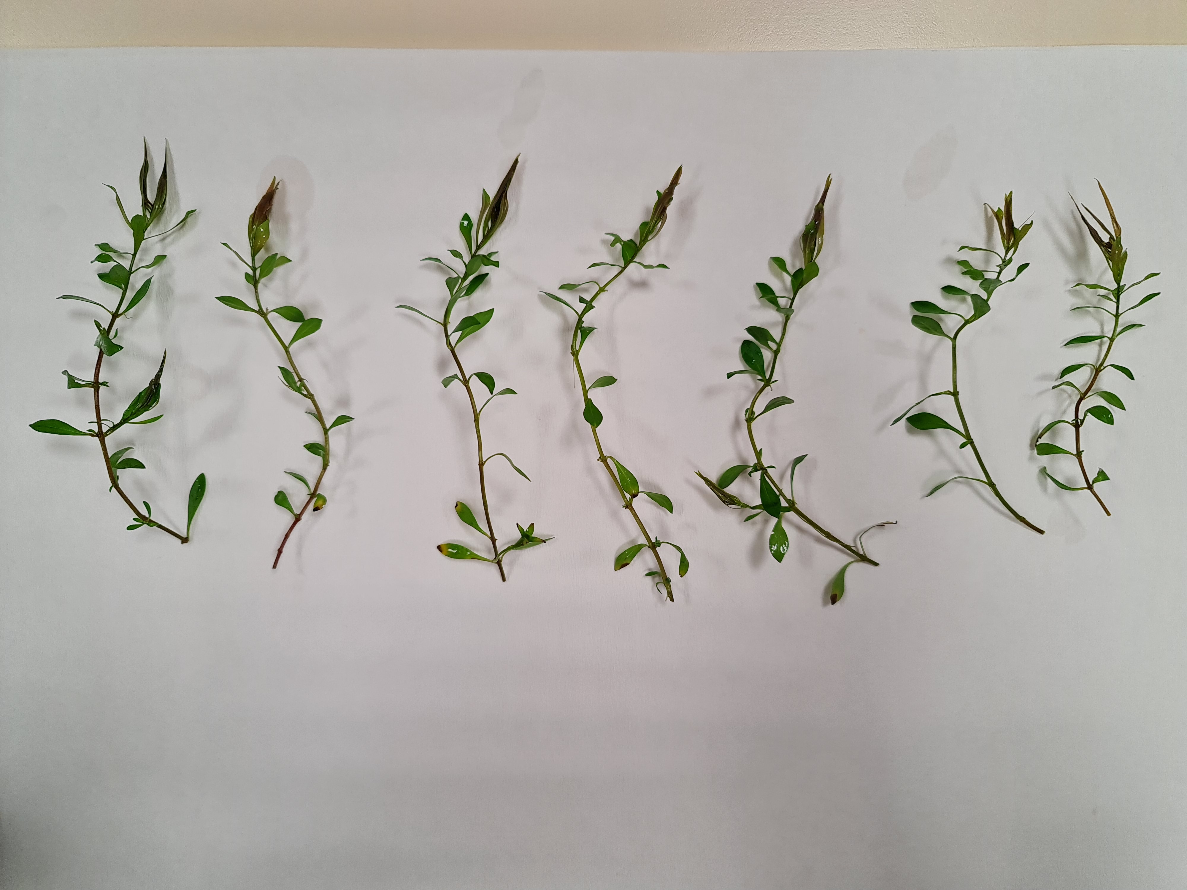 10852 FDK-2022-10852-7.jpg (1.94 MB)